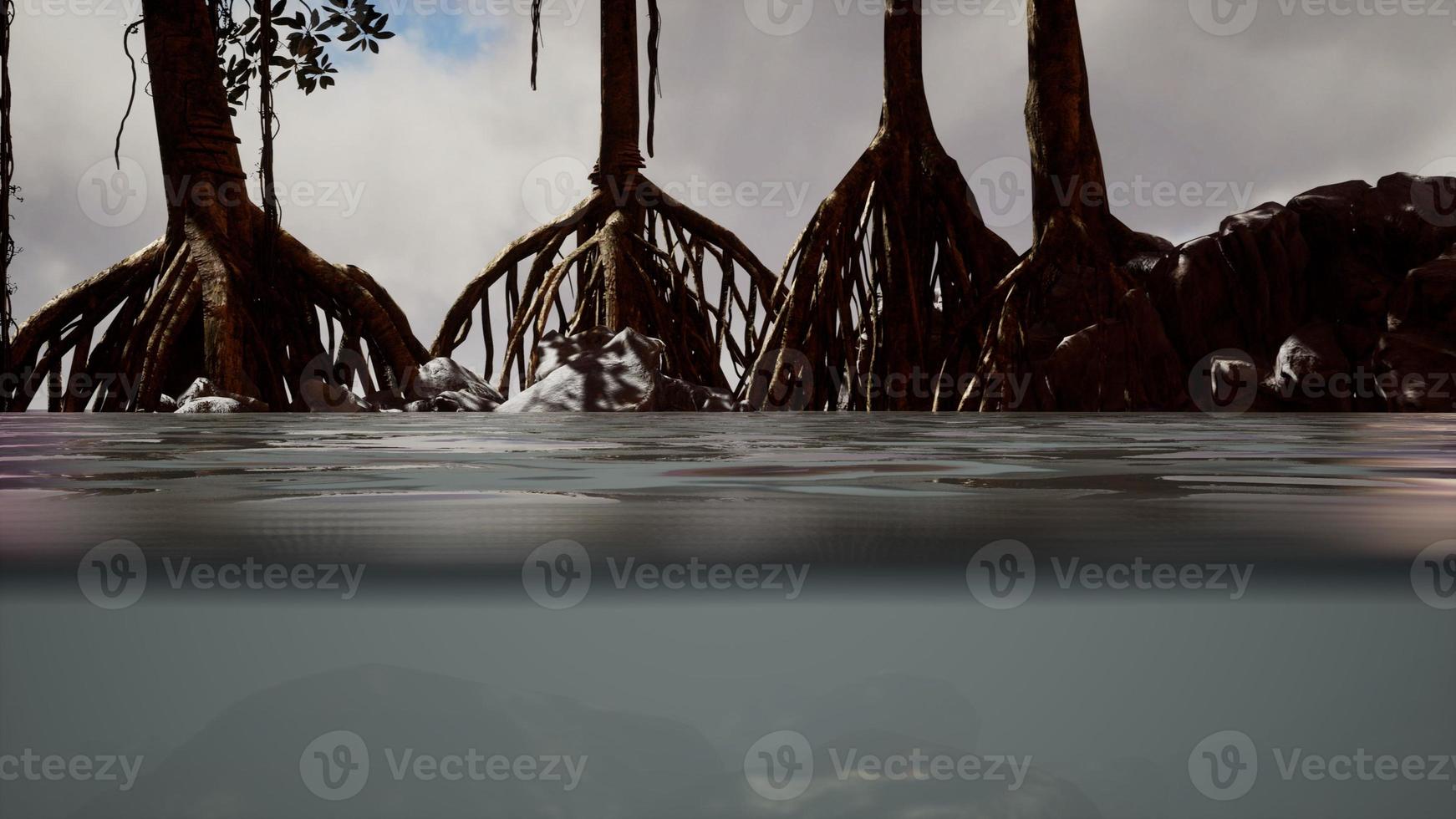 Above and below the sea surface near mangrove trees photo