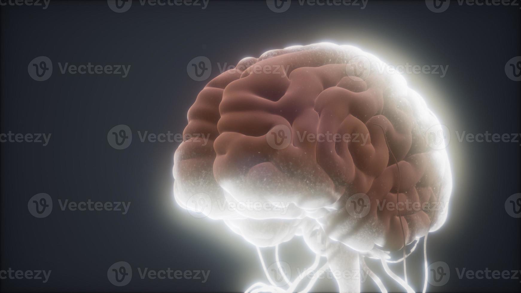 animated model of human brain photo