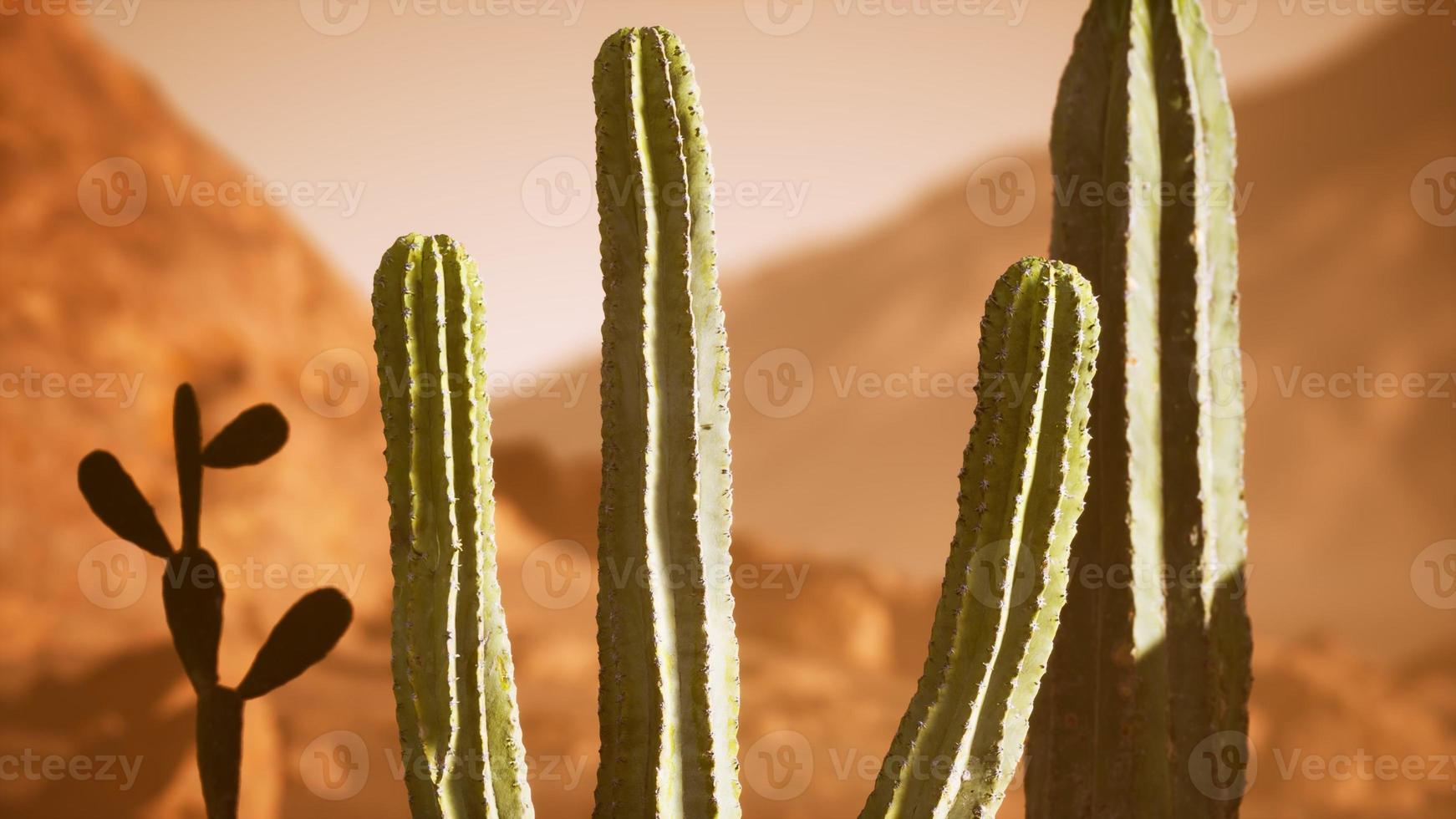 Arizona desert sunset with giant saguaro cactus photo