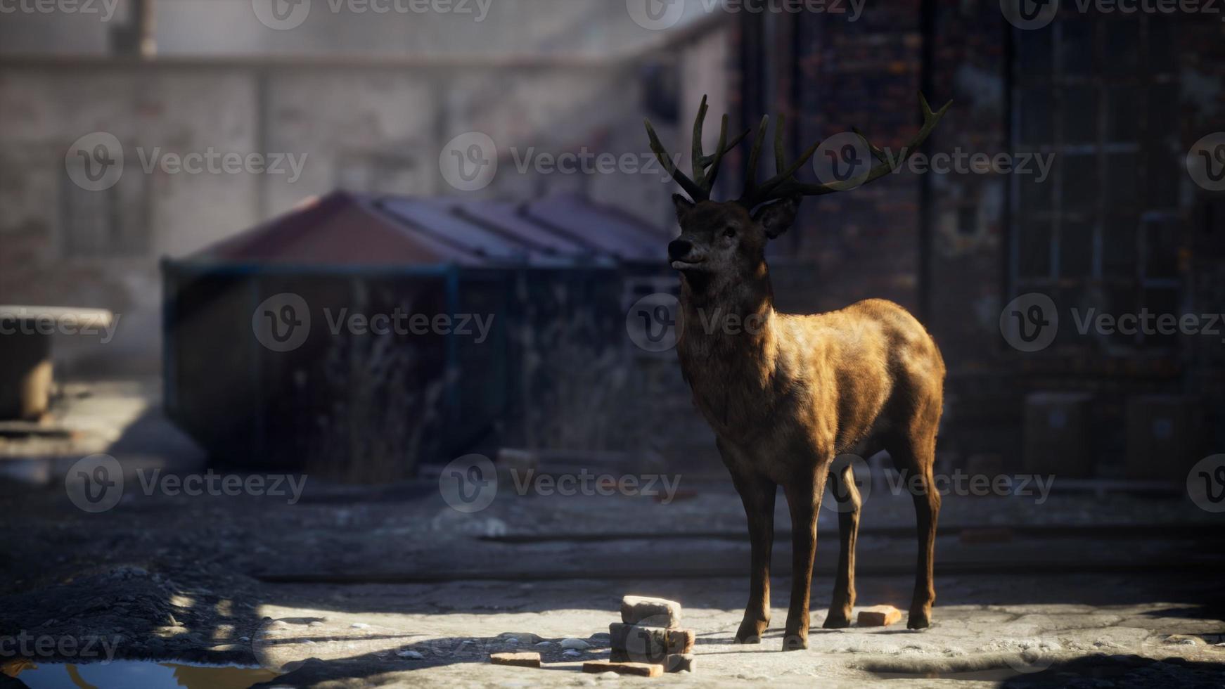 ciervos salvajes alojados en las calles de una ciudad abandonada foto