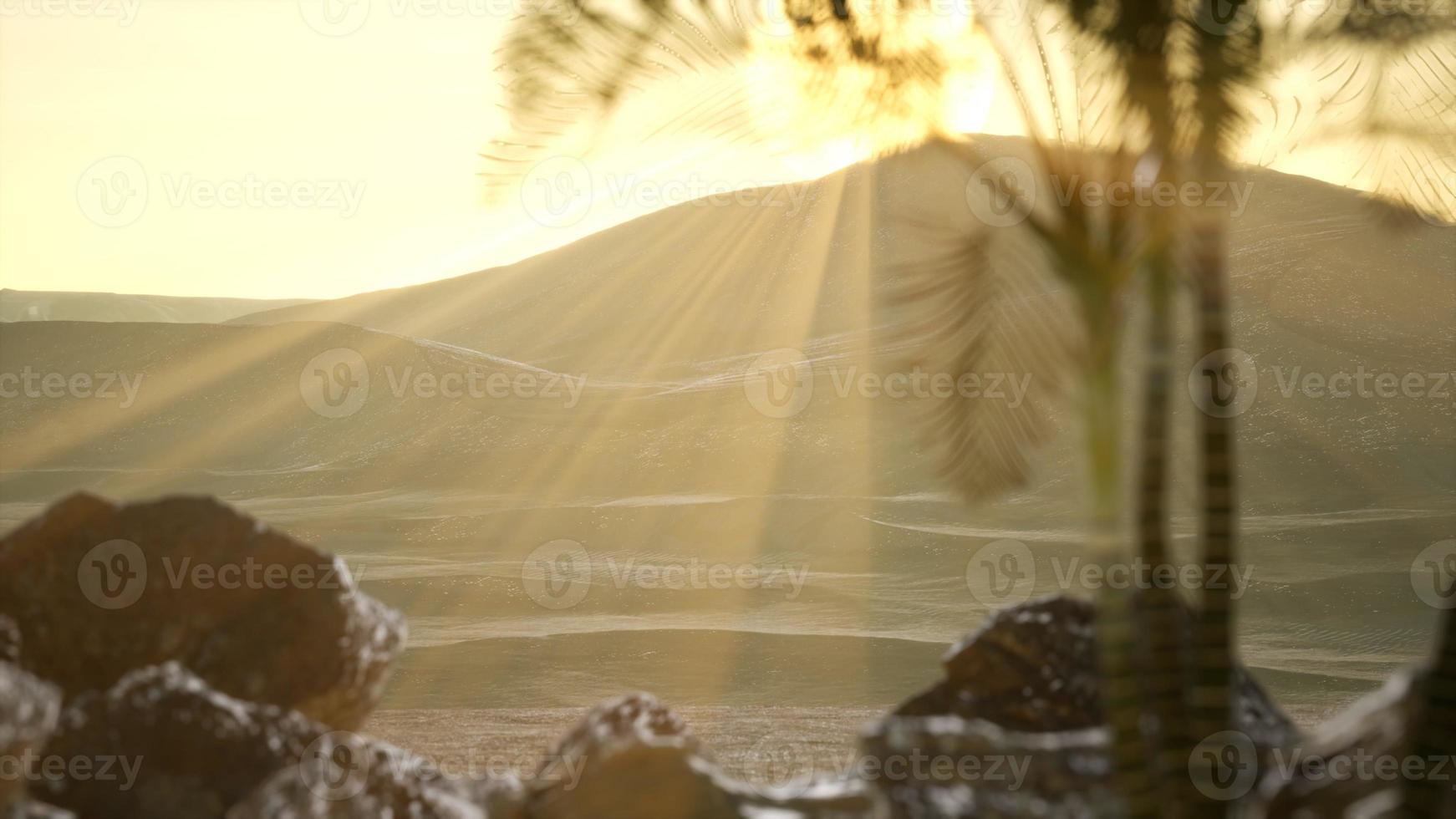 palms in desert at sunset photo