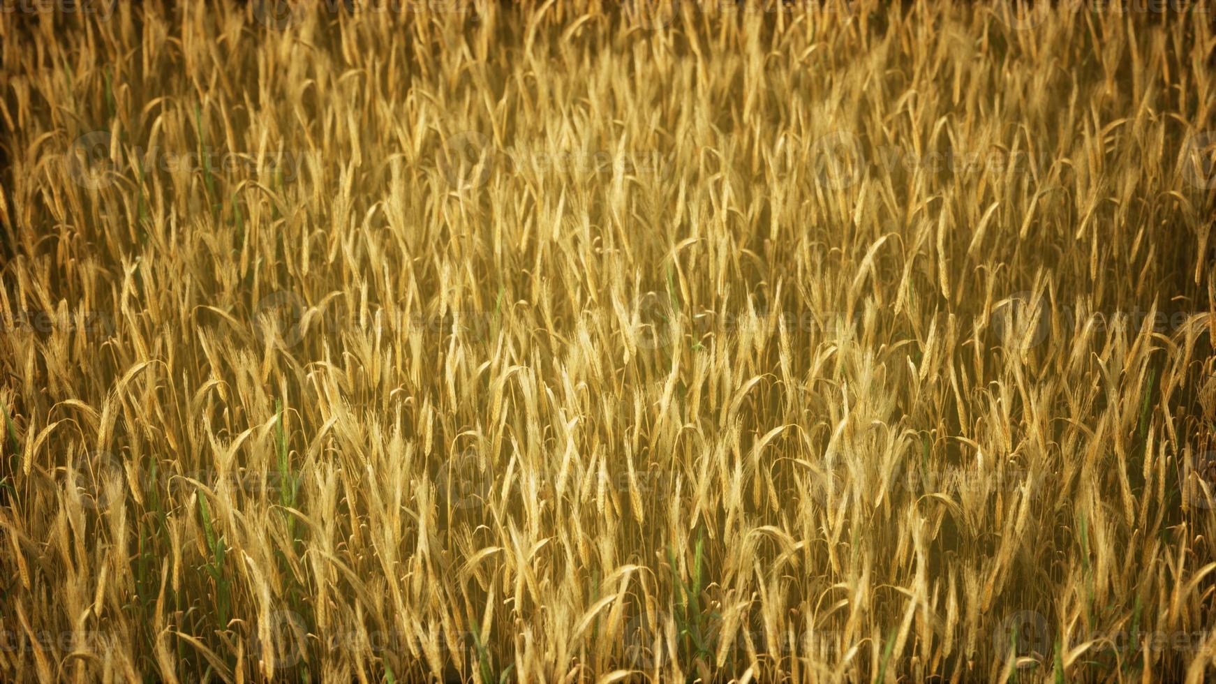 Ripe yellow rye field under beautiful summer sunset sky with clouds photo