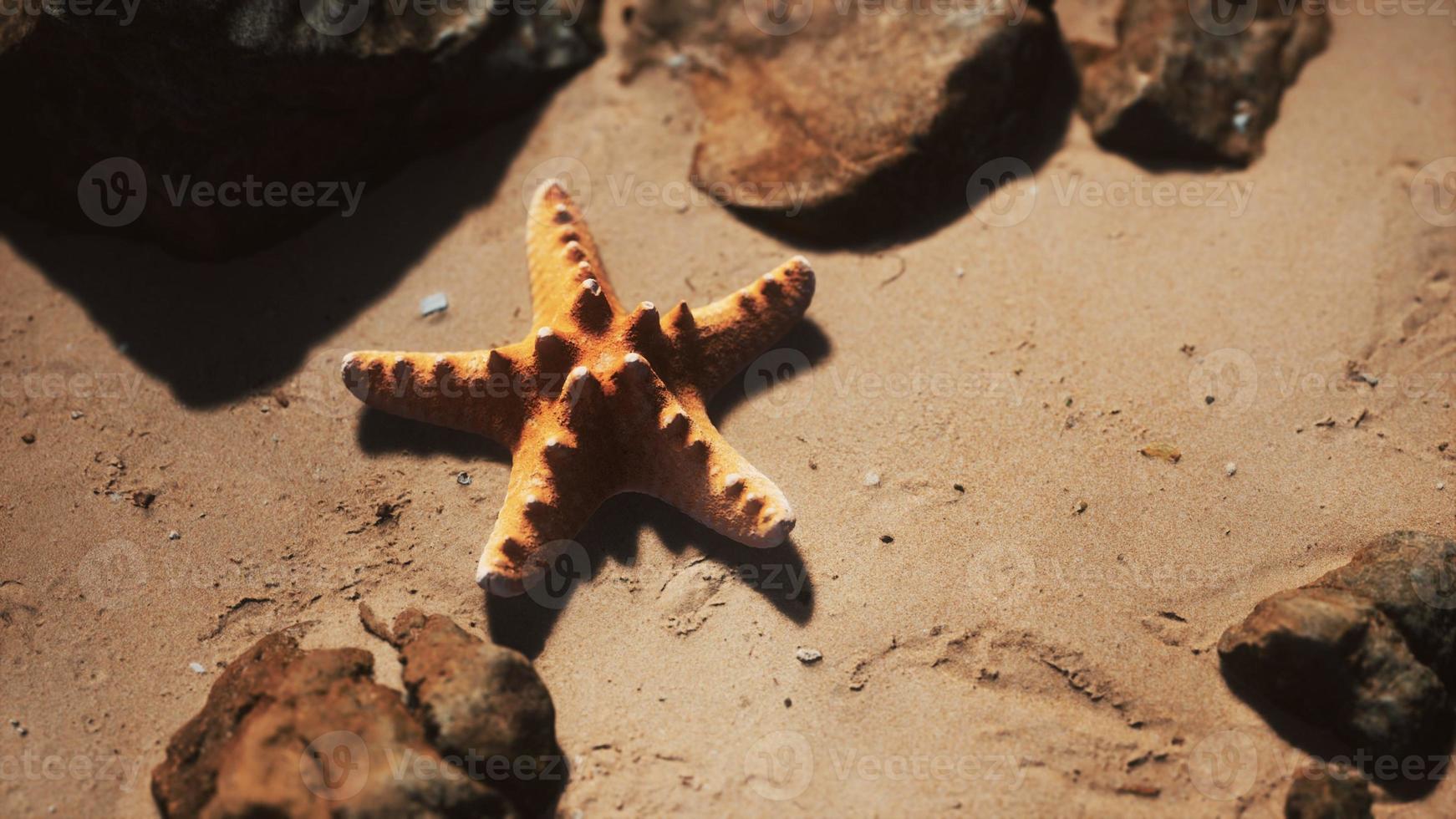 Starfish on sandy beach at sunset photo