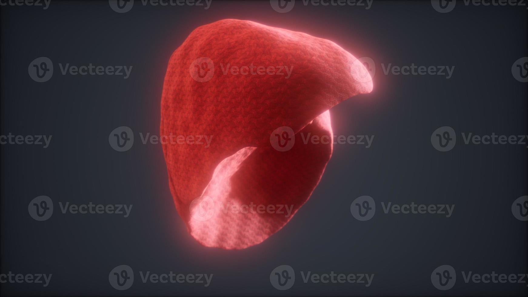 loop 3d rendered medically accurate animation of the human liver photo