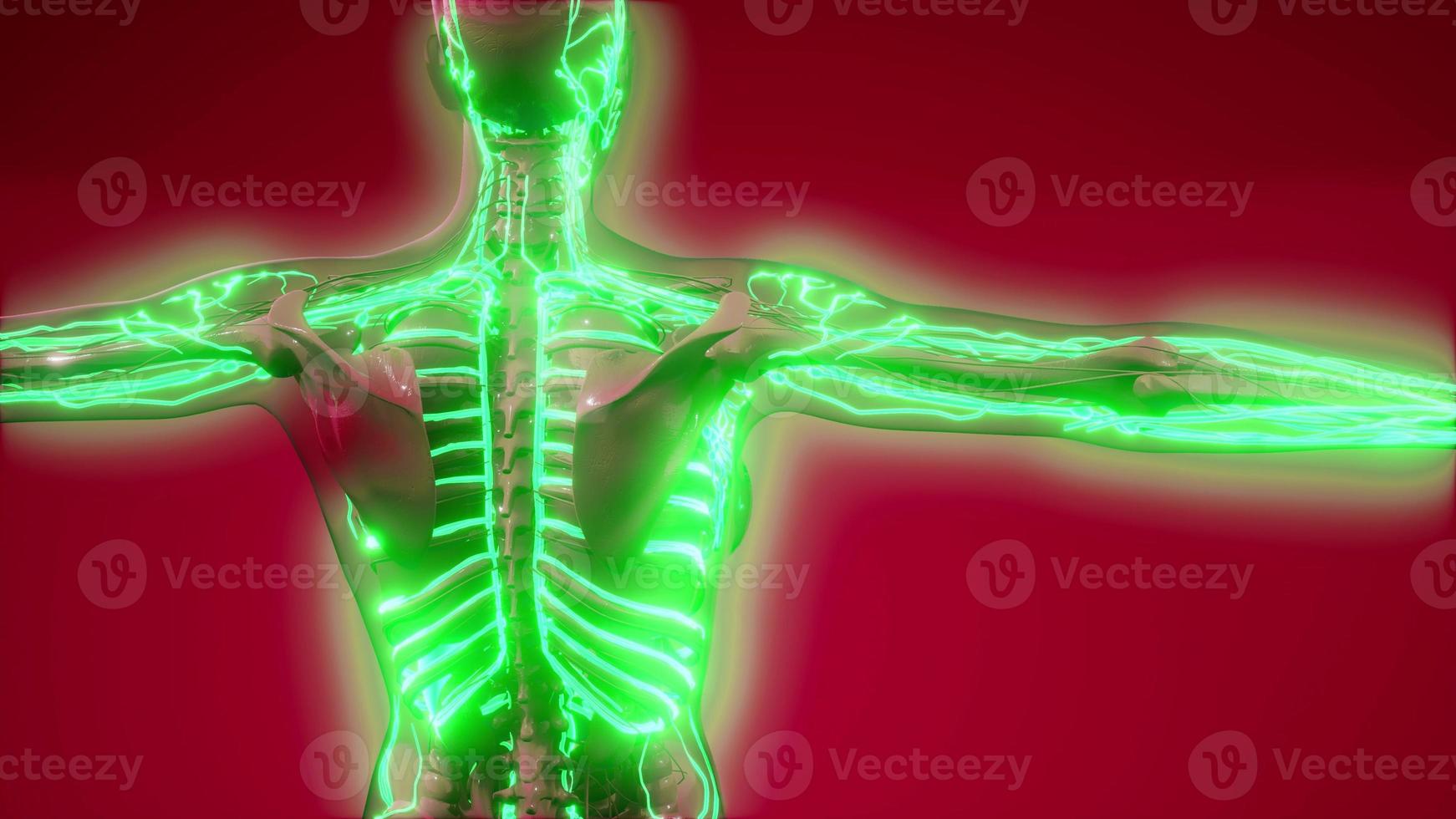 Blood Vessels of Human Body photo