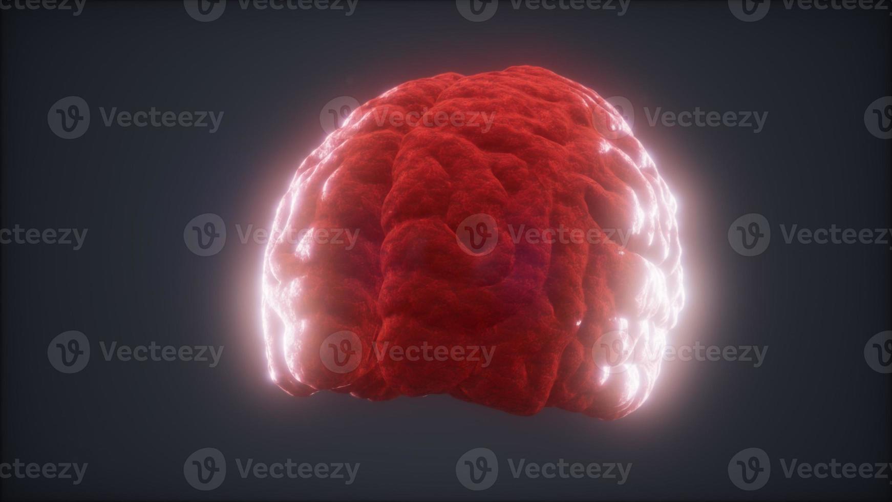 Loop Rotating Human Brain Animation photo