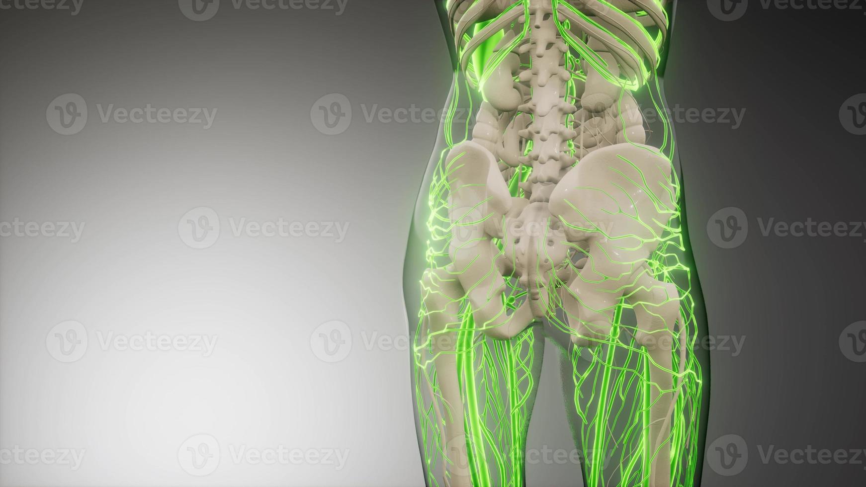 Blood Vessels of Human Body photo