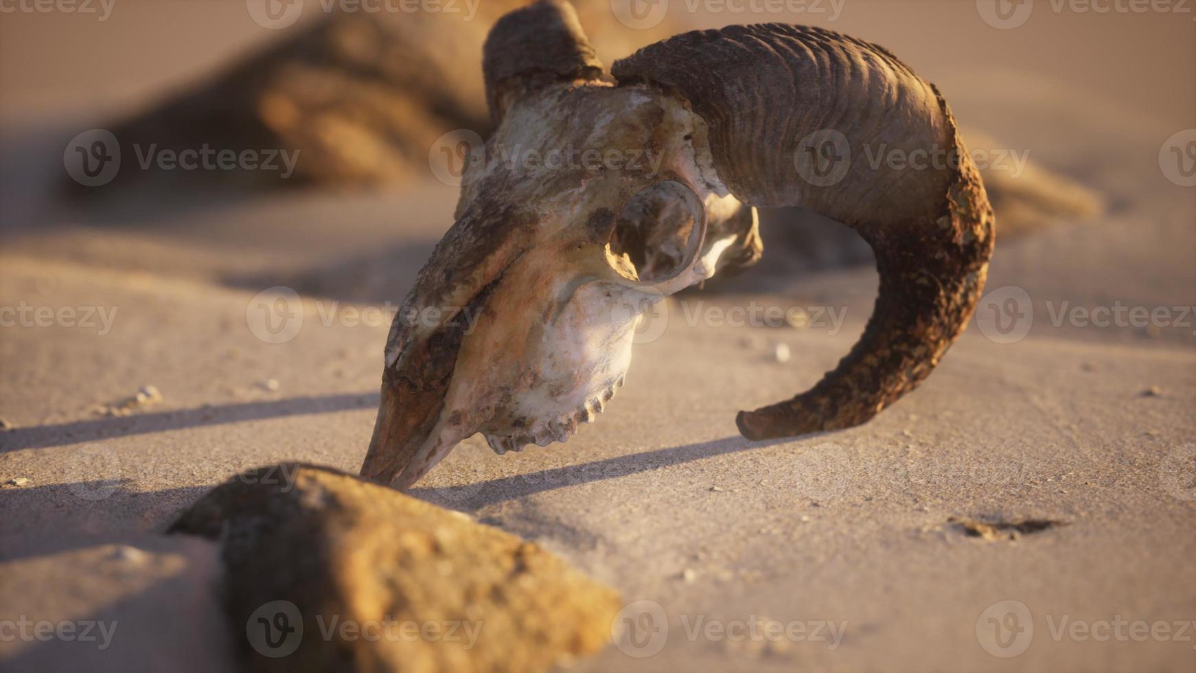 Skull with ram horns on the beach photo