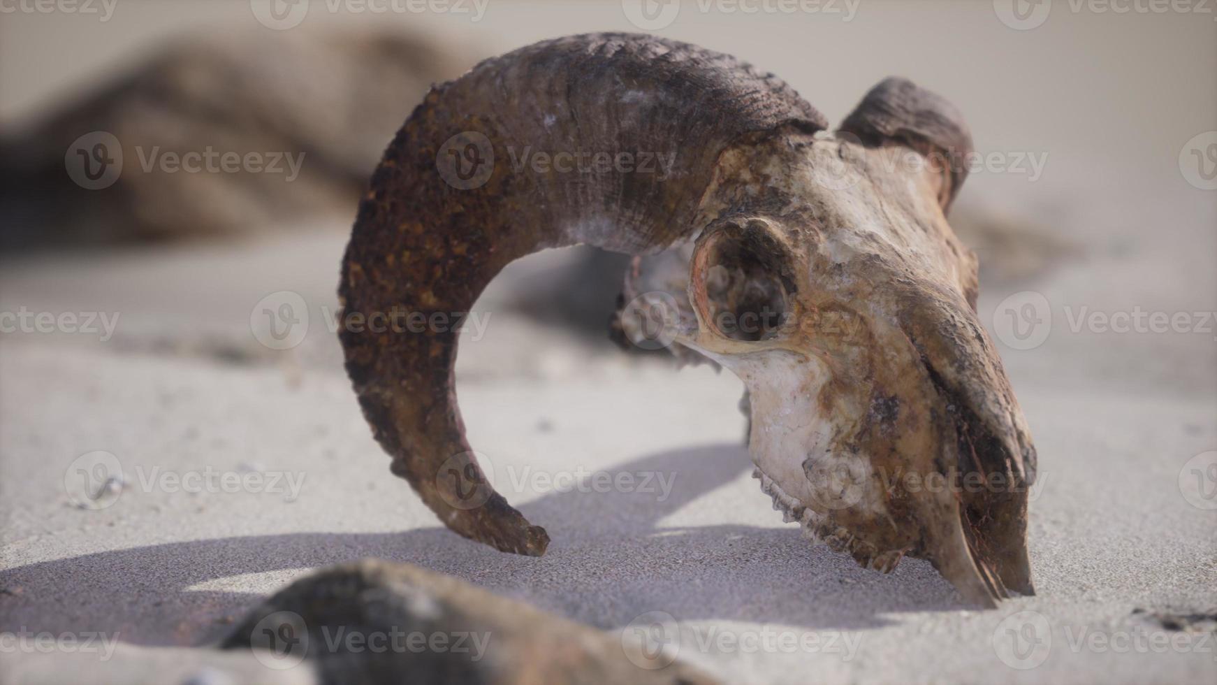 Skull with ram horns on the beach photo
