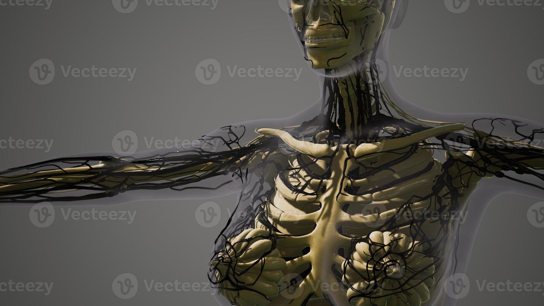 science anatomy of human Blood Vessels photo