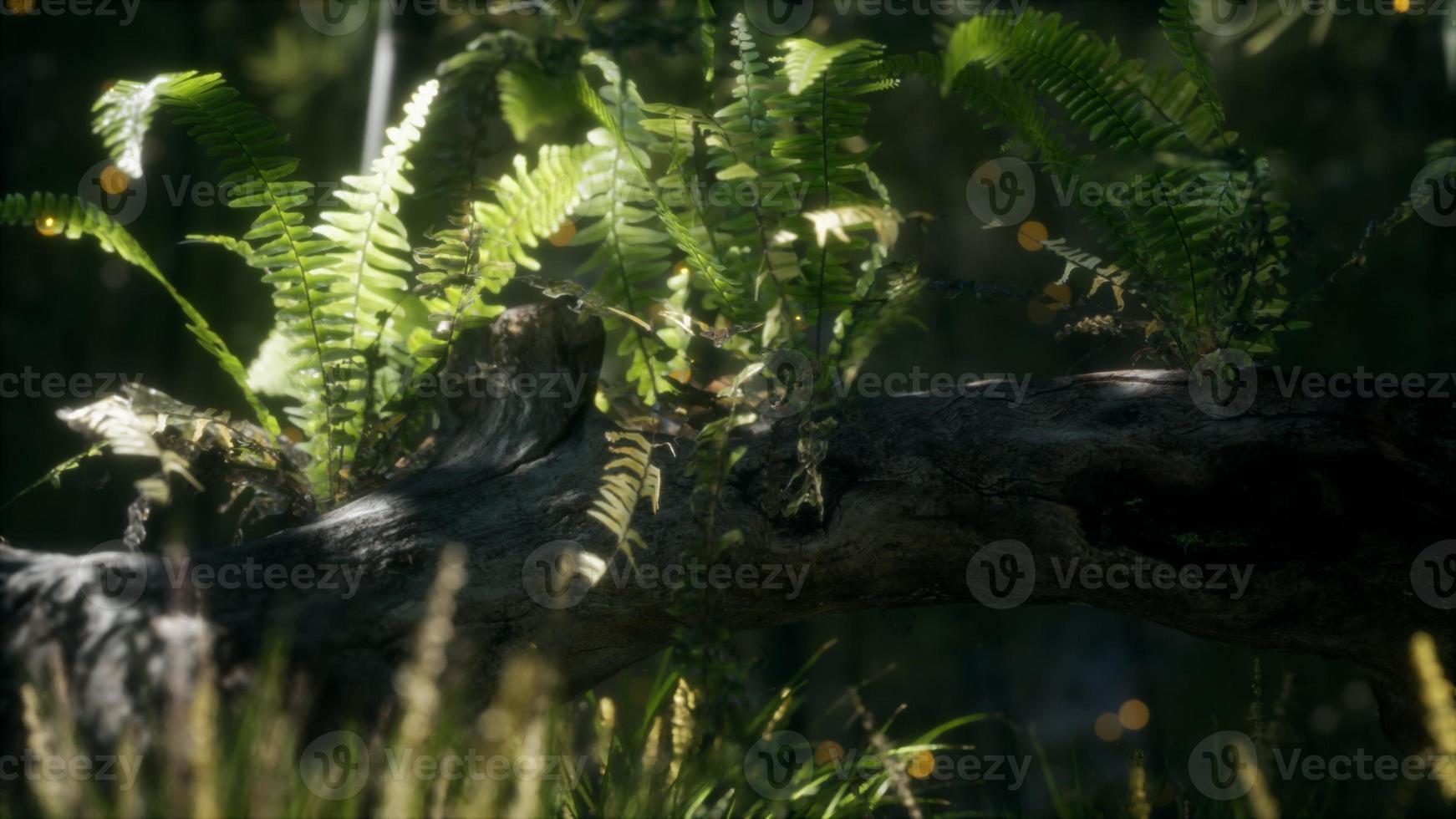 horizontally bending tree trunk with ferns growing, and sunlight shining photo
