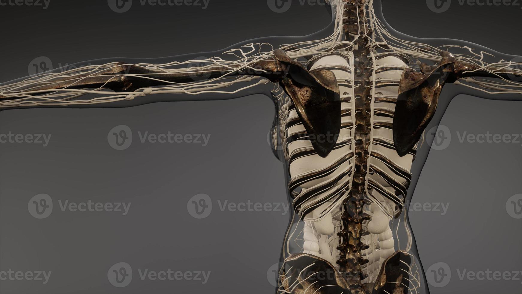 Transparent Human Body with Visible Bones photo