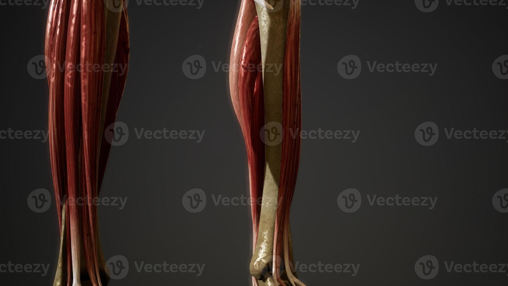 sistema muscular de animación del cuerpo humano foto