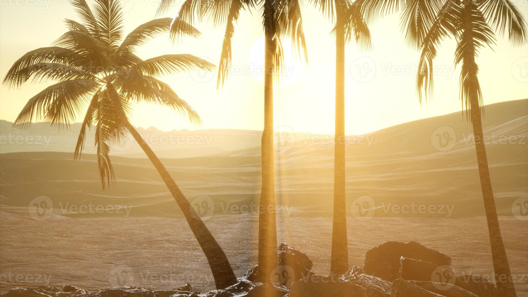 palms in desert at sunset photo