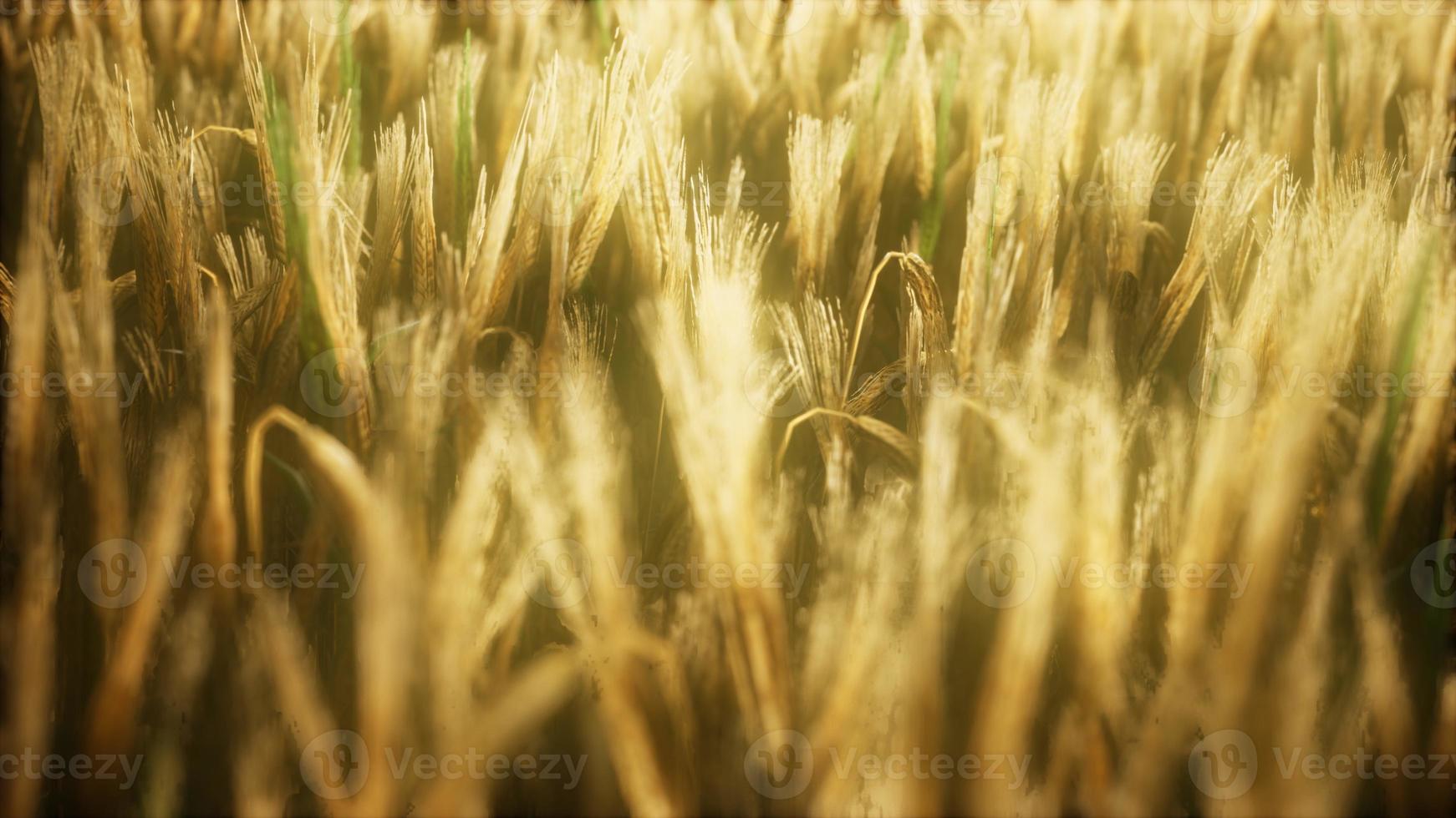 8K Ripe yellow rye field under beautiful summer sunset sky photo