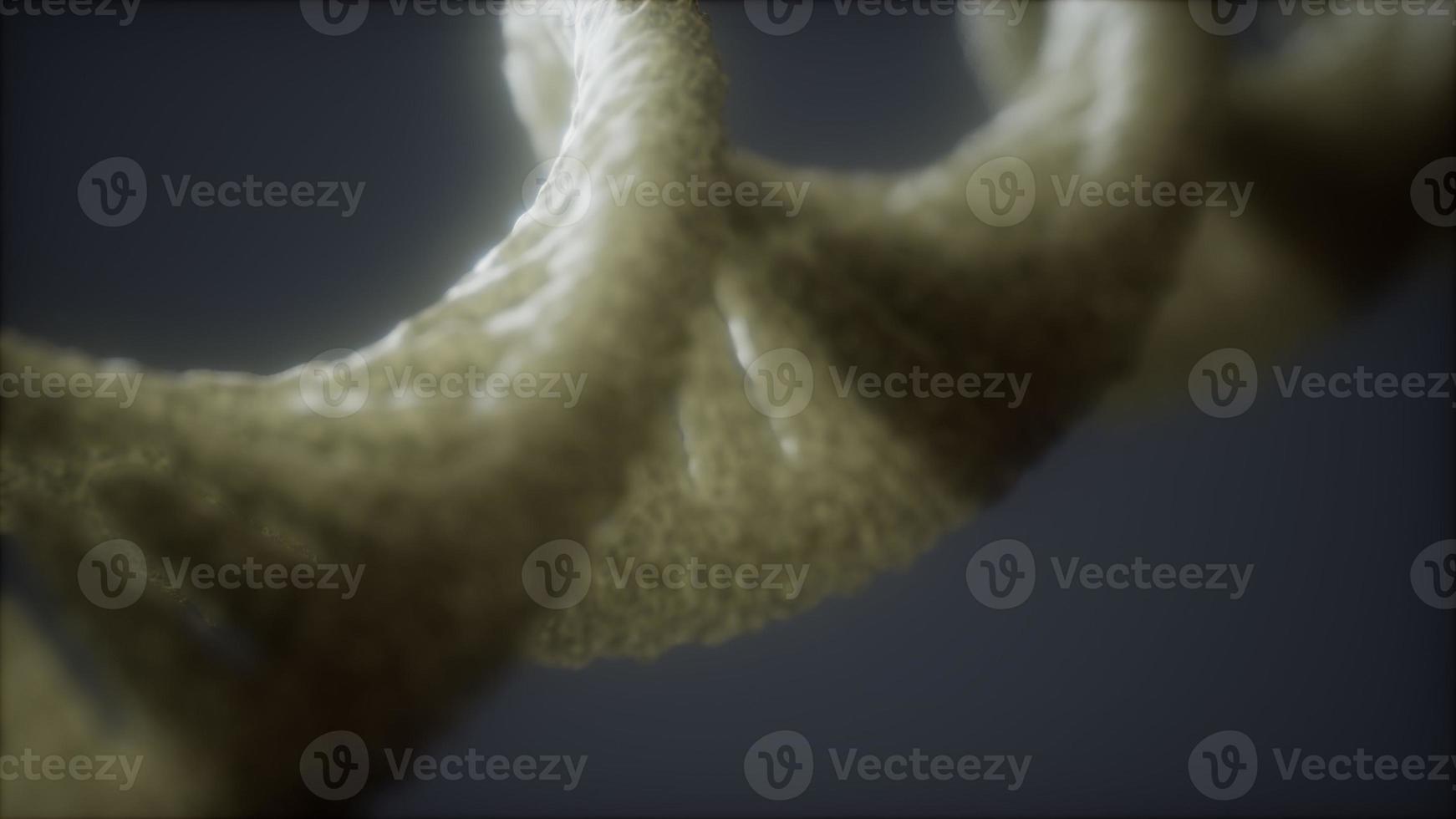loopable structure of the DNA double helix animation photo