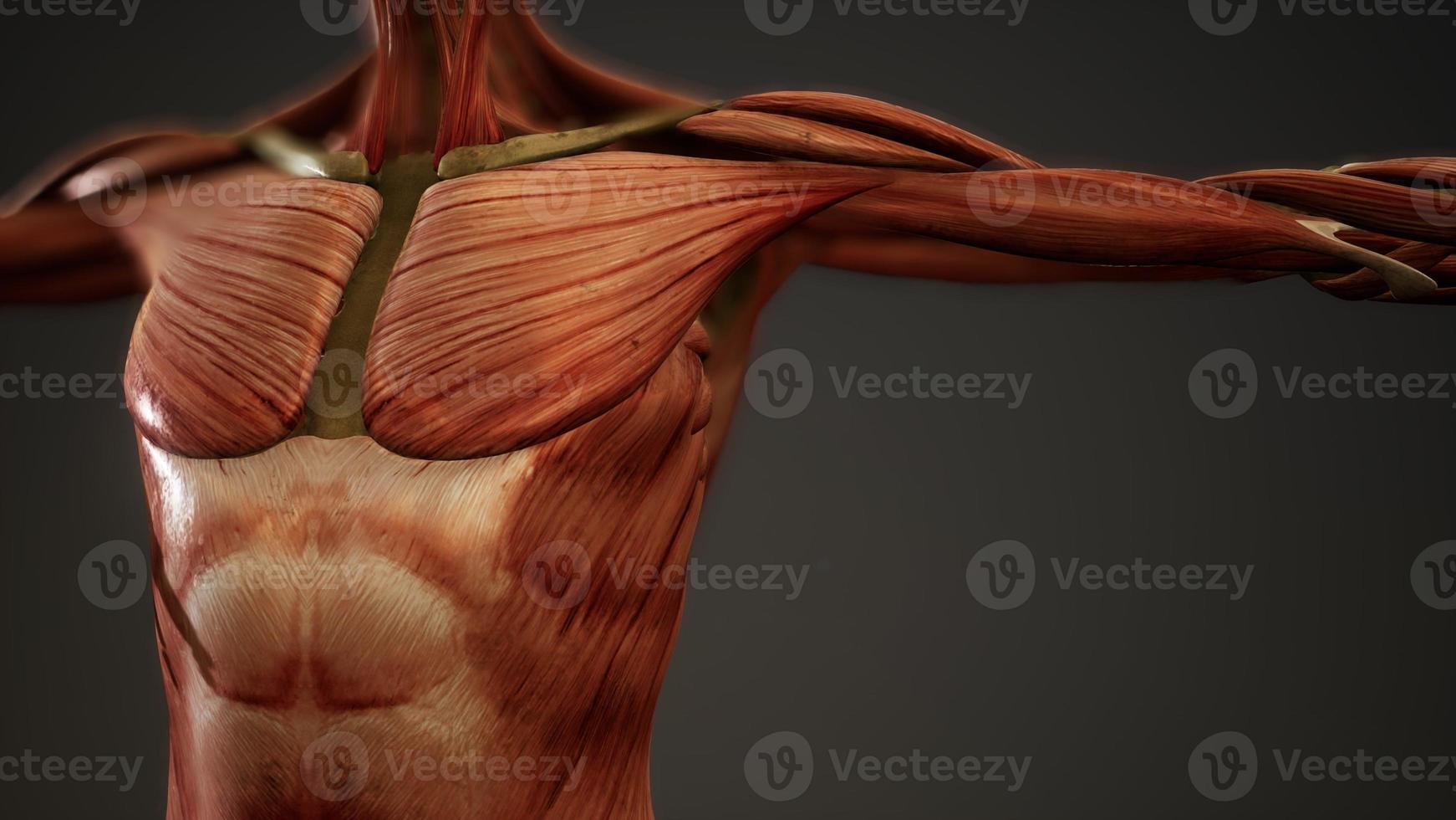 Muscular System of human body animation photo