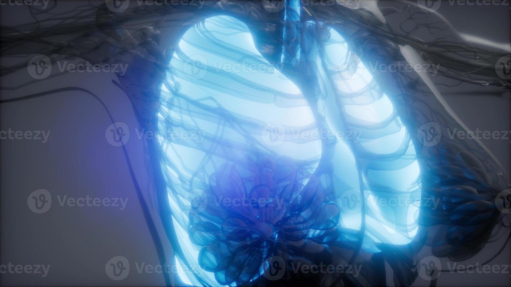 examen de radiología de pulmones humanos foto