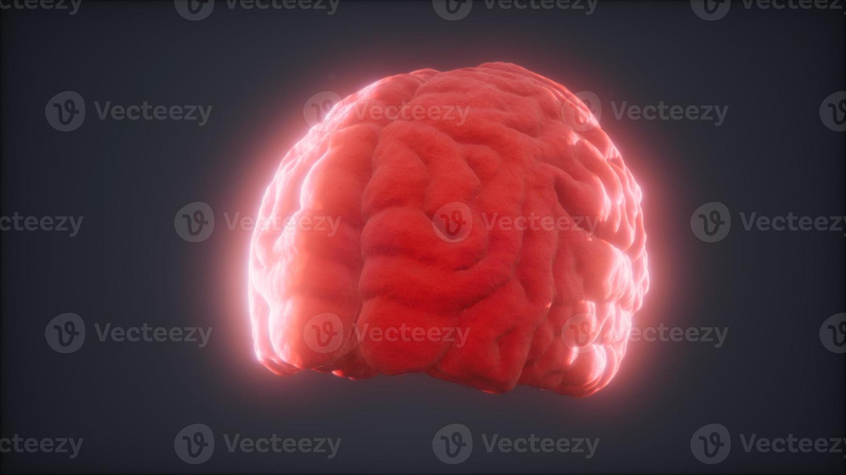 Loop Rotating Human Brain Animation photo