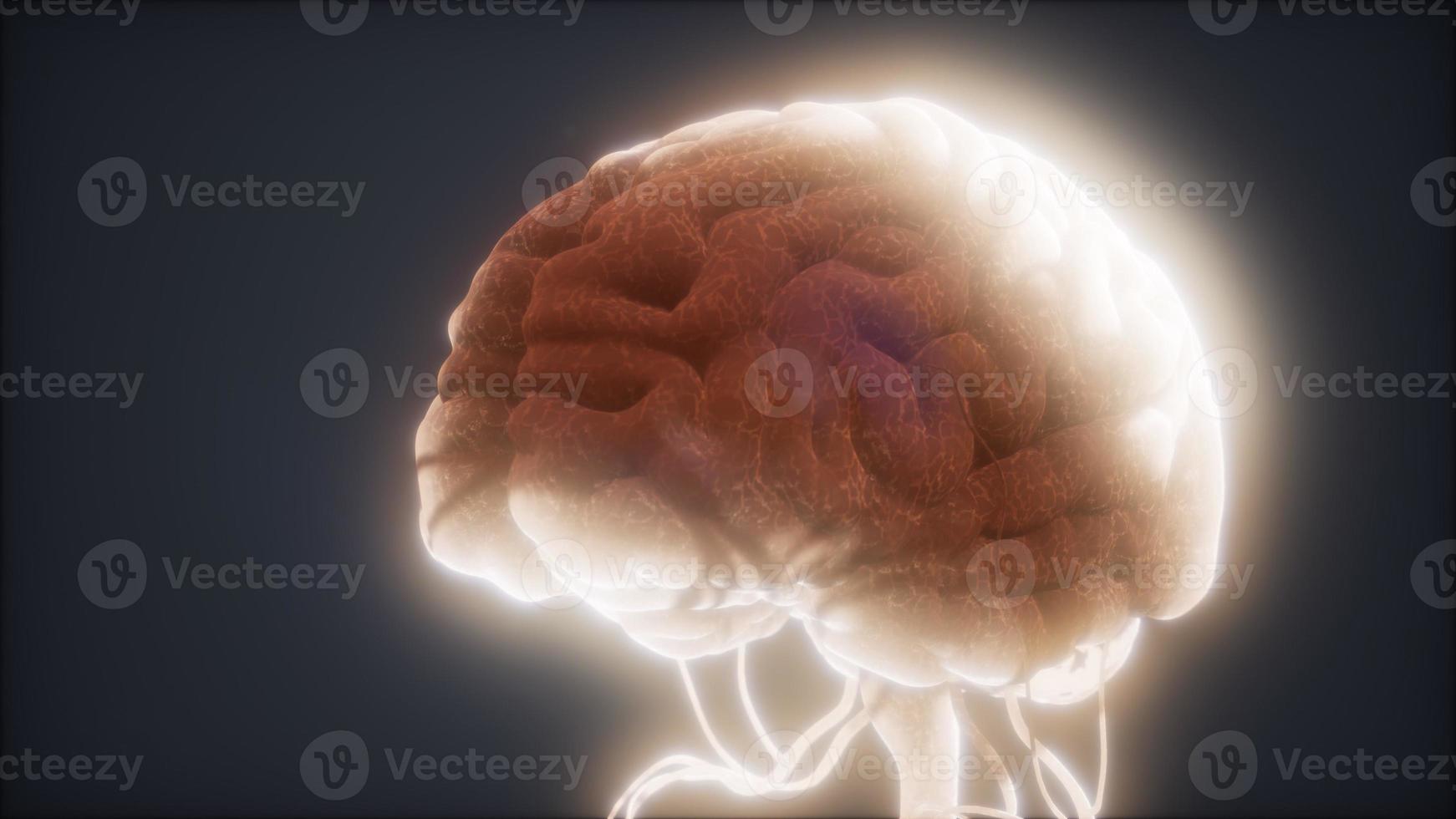 animated model of human brain photo