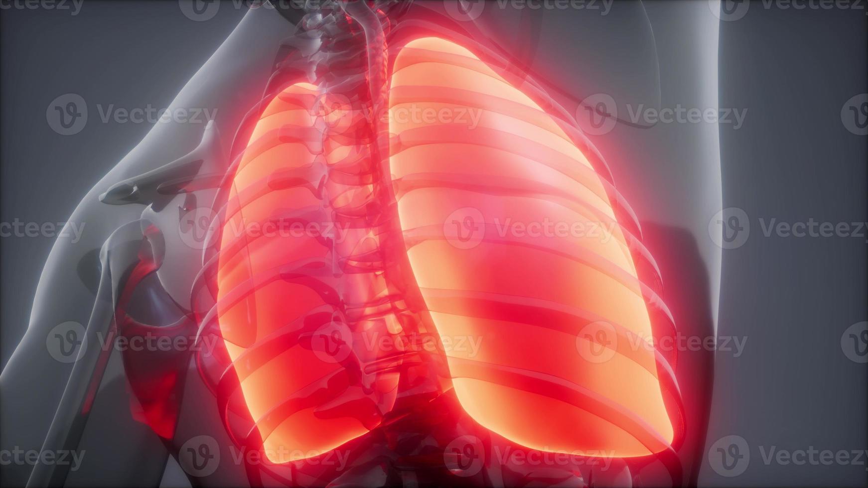 examen de radiología de pulmones humanos foto