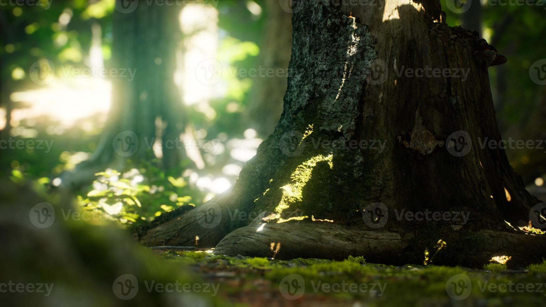 Sunlight rays pour through leaves in a rainforest photo