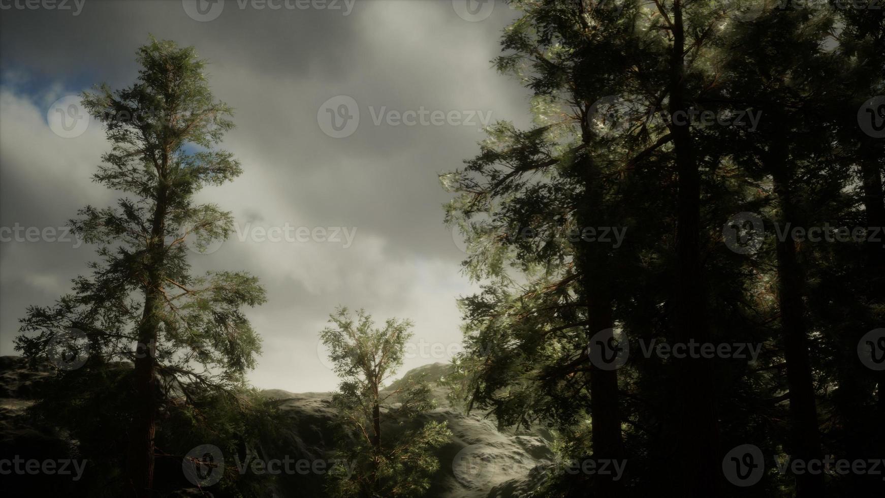 Fog and pine trees on rugged mountainside and coming storm photo