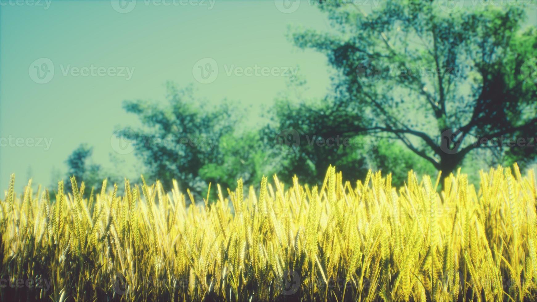 Scene of sunset or sunrise on the field with young rye or wheat in the summer photo