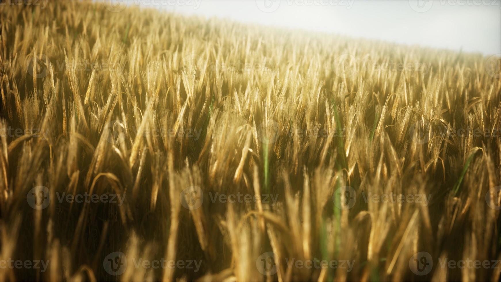 8K Ripe yellow rye field under beautiful summer sunset sky photo