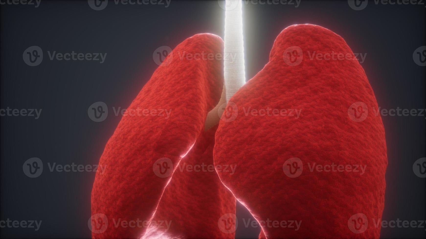 Animación 3d de pulmones humanos foto