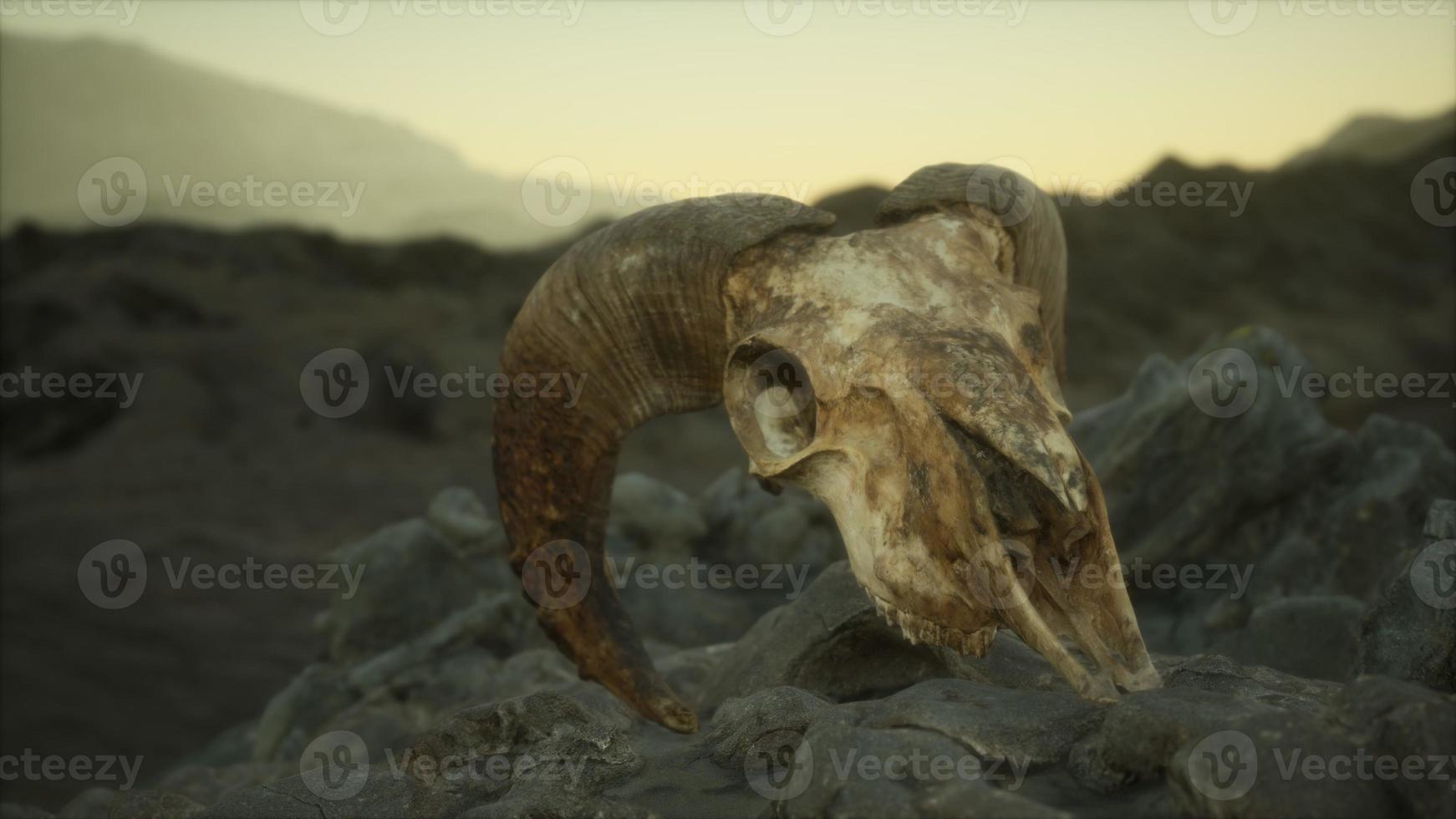 European mouflon ram skull in natural conditions in rocky mountains photo