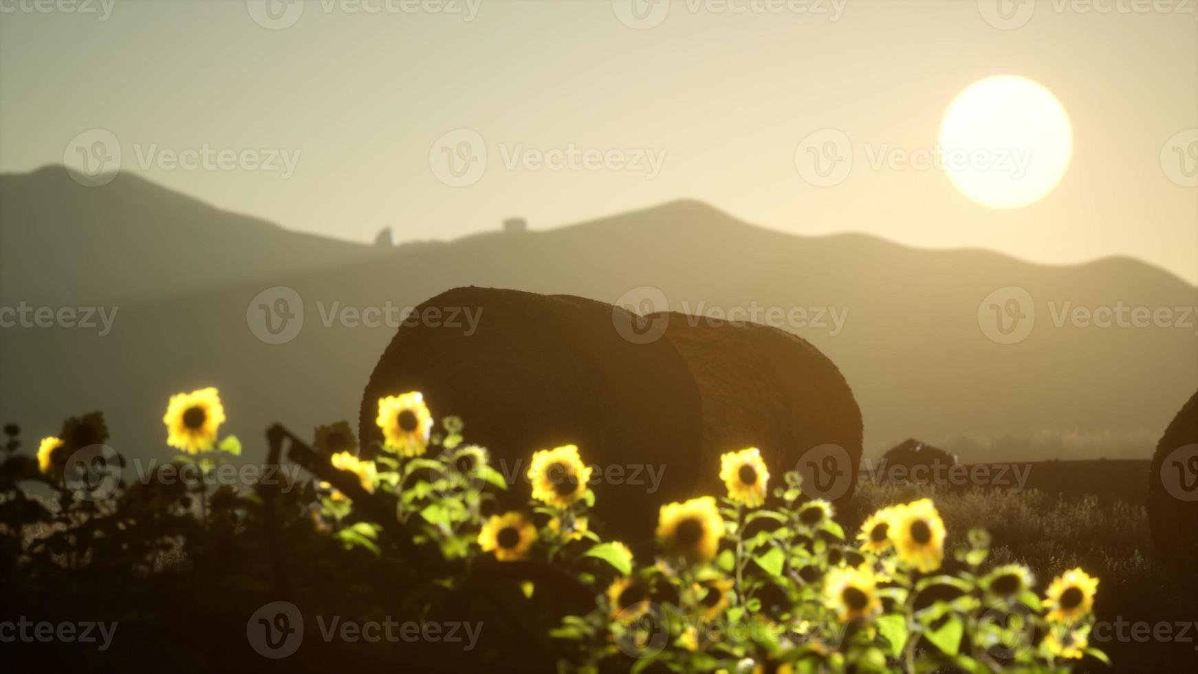 hay bales in the sunset photo