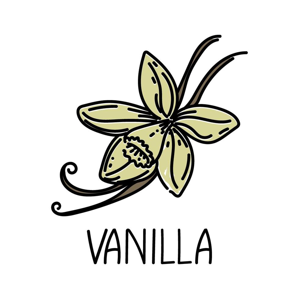 vainilla, elemento dibujado en estilo garabato. plantilla de diseño de embalaje de logotipo y emblema - especias y hierbas - flor y vainas de vainilla. logotipo en un estilo lineal de moda. vector