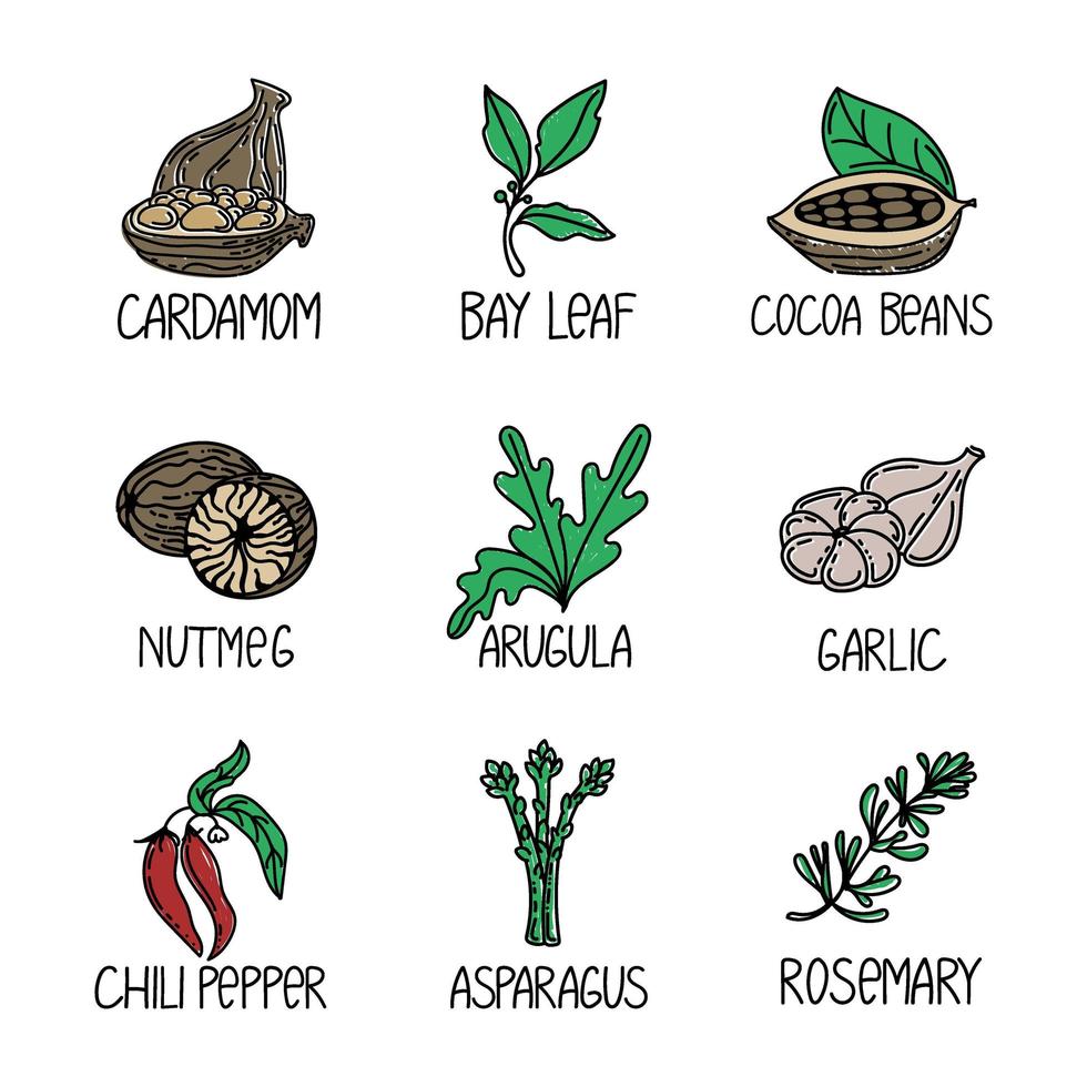 Set of herbs and spices, drawn element in doodle style. Logo and emblem packaging design template - cardamom, bay leaf, cacao beans, nutmeg, etc. Logo in a trendy linear style. vector