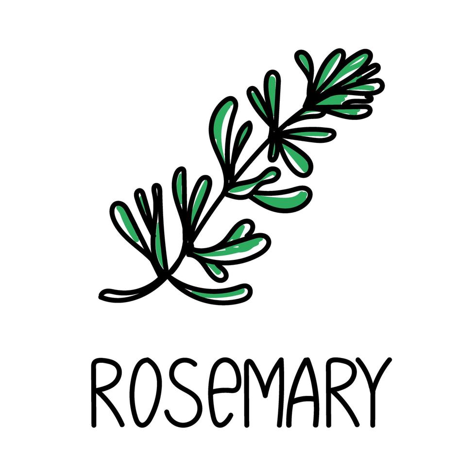 Rosemary, drawn element in doodle style. Logo and emblem packaging design template - herbs and spices - rosemary sprig. Logo in a fashionable linear style. vector