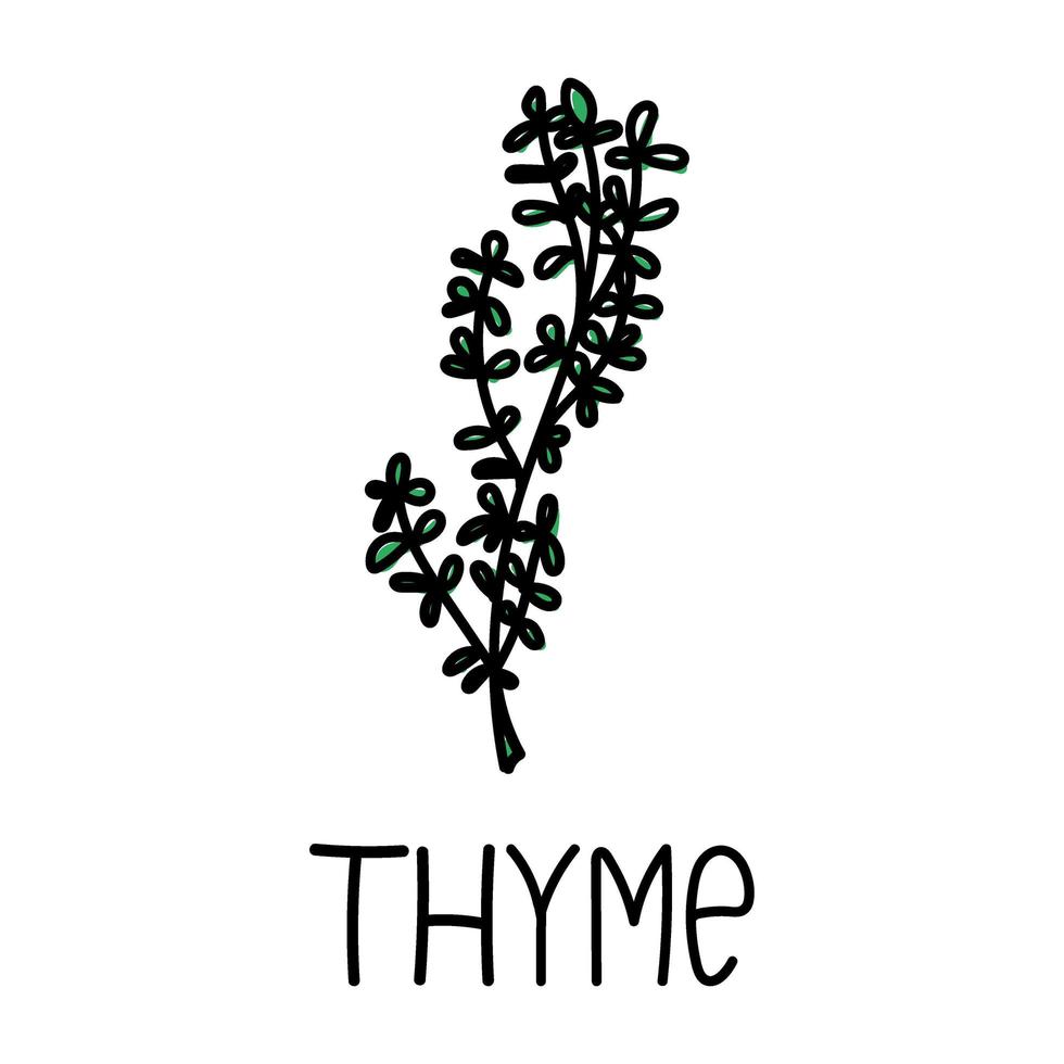 Thyme, hand-drawn doodle style element. Logo and emblem packaging design template - spices and herbs - thyme sprigs. Logo in a fashionable linear style. vector