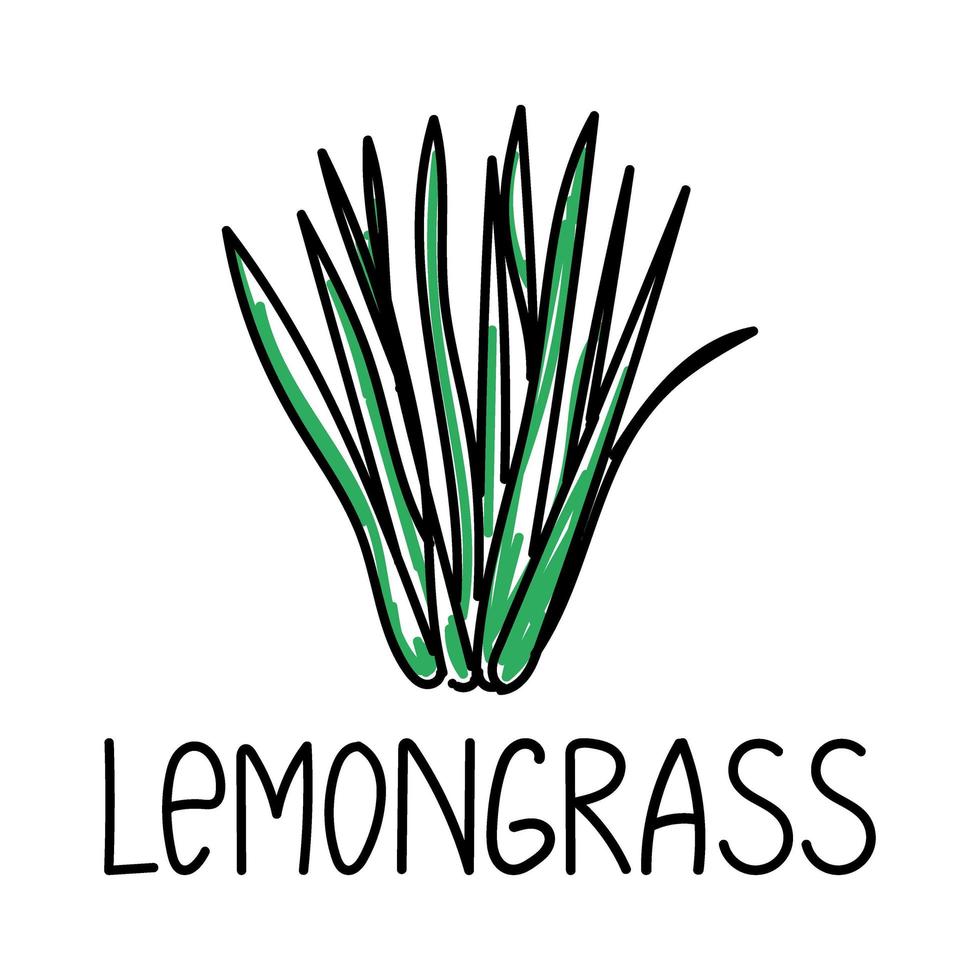 Lemongrass, hand-drawn doodle-style element. Logo and emblem packaging design template - spices - lemongrass. Logo in a trendy linear style. vector