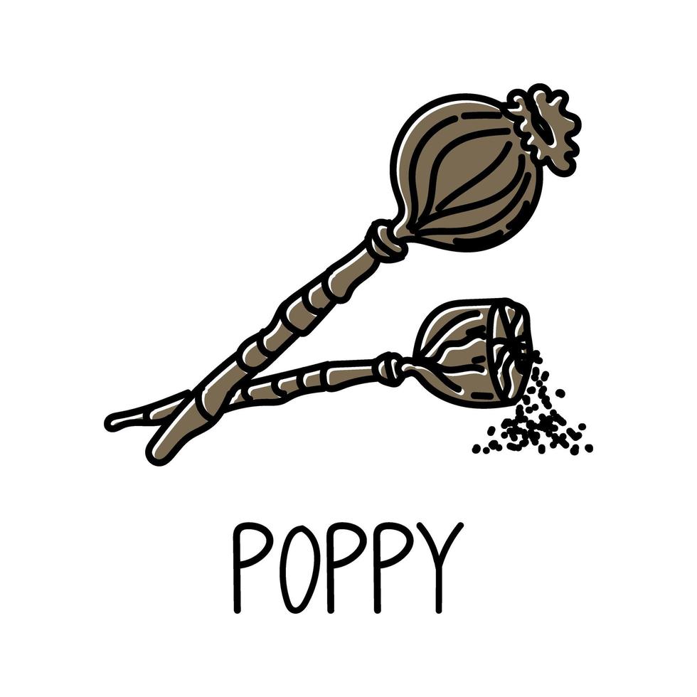 Poppy, hand-drawn doodle style element. Logo and emblem packaging design template - spice - poppy boxes. Logo in a trendy linear style. vector