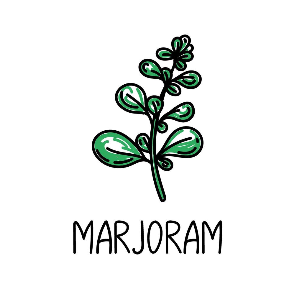 Marjoram, a hand-drawn doodle-style element. Logo and emblem packaging design template - spices and herbs - a sprig of marjoram. Logo in a fashionable linear style. vector