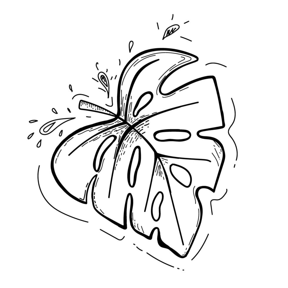 A hand-drawn leaf from a tropical plant. Leaf with holes in it. Doodle style sketch. Isolated vector illustration of a monstera