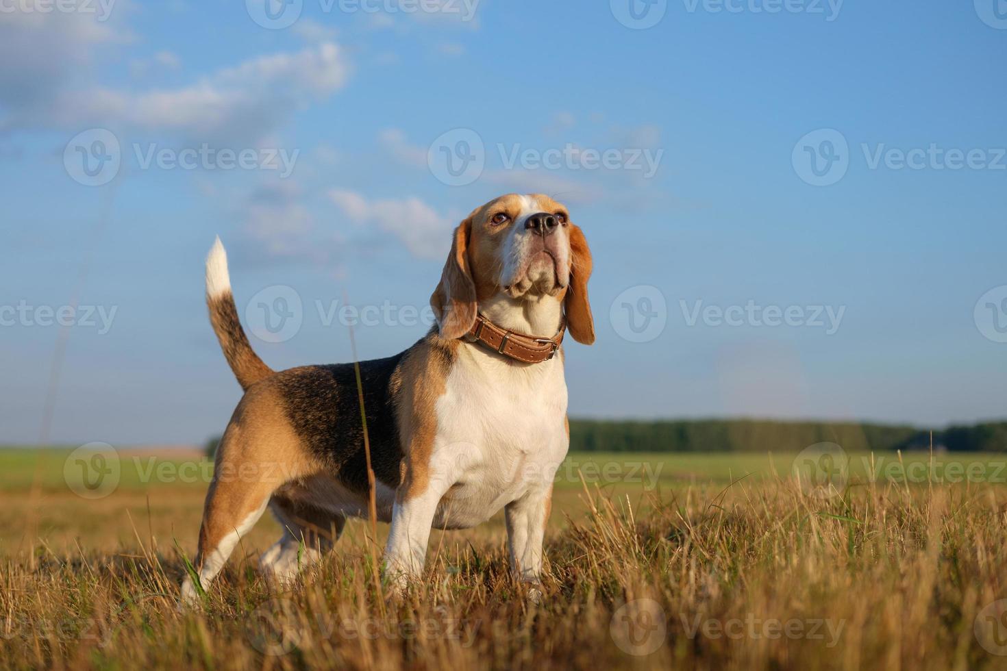 bello retrato de un beagle sobre un fondo de nubes blancas foto
