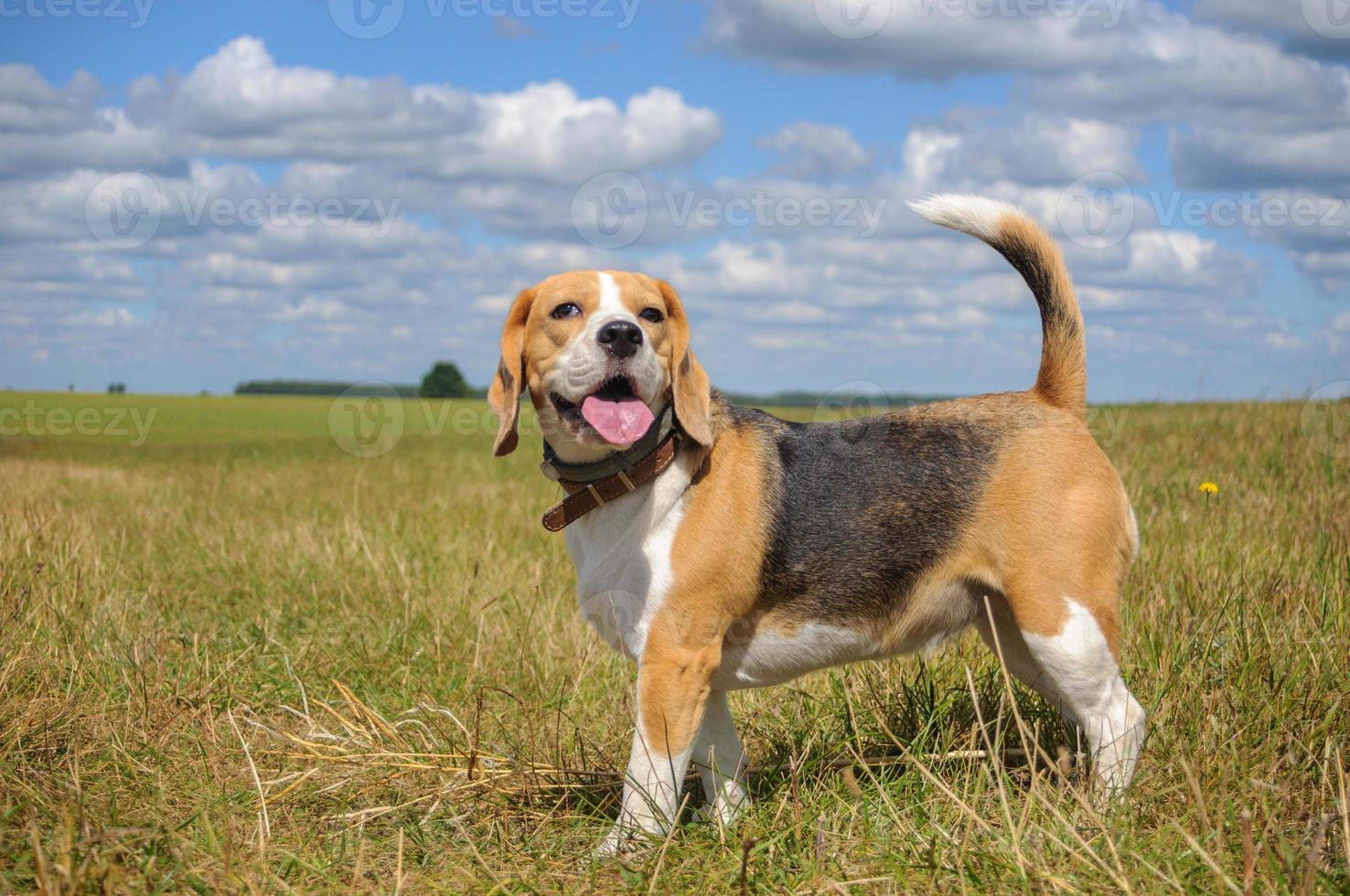 beautiful portrait of a Beagle on a background of white clouds photo