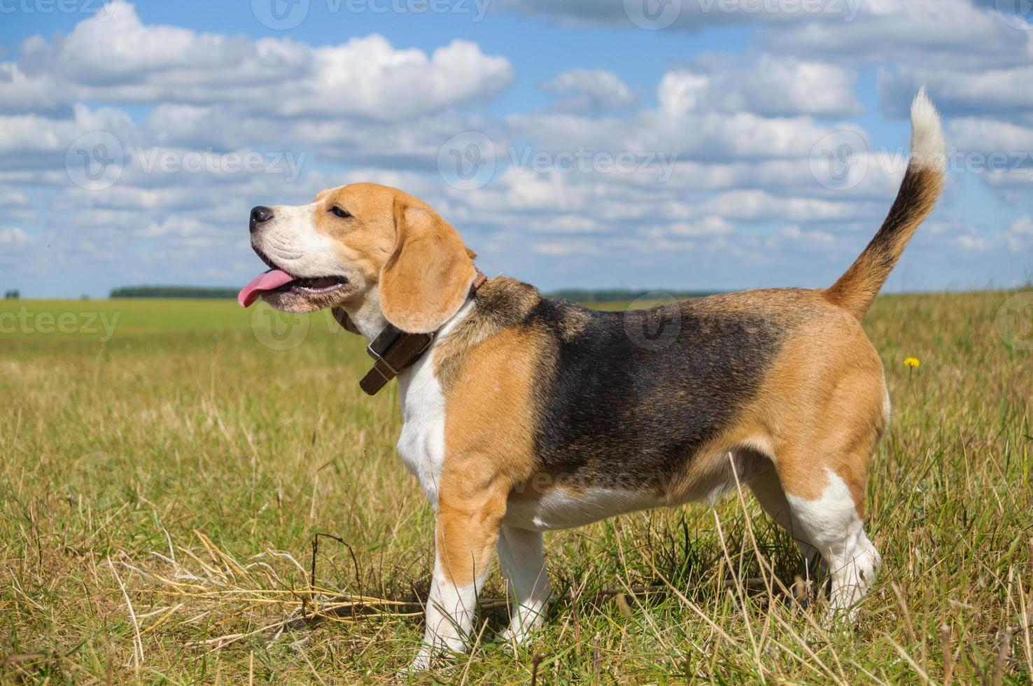 beautiful portrait of a Beagle on a background of white clouds photo