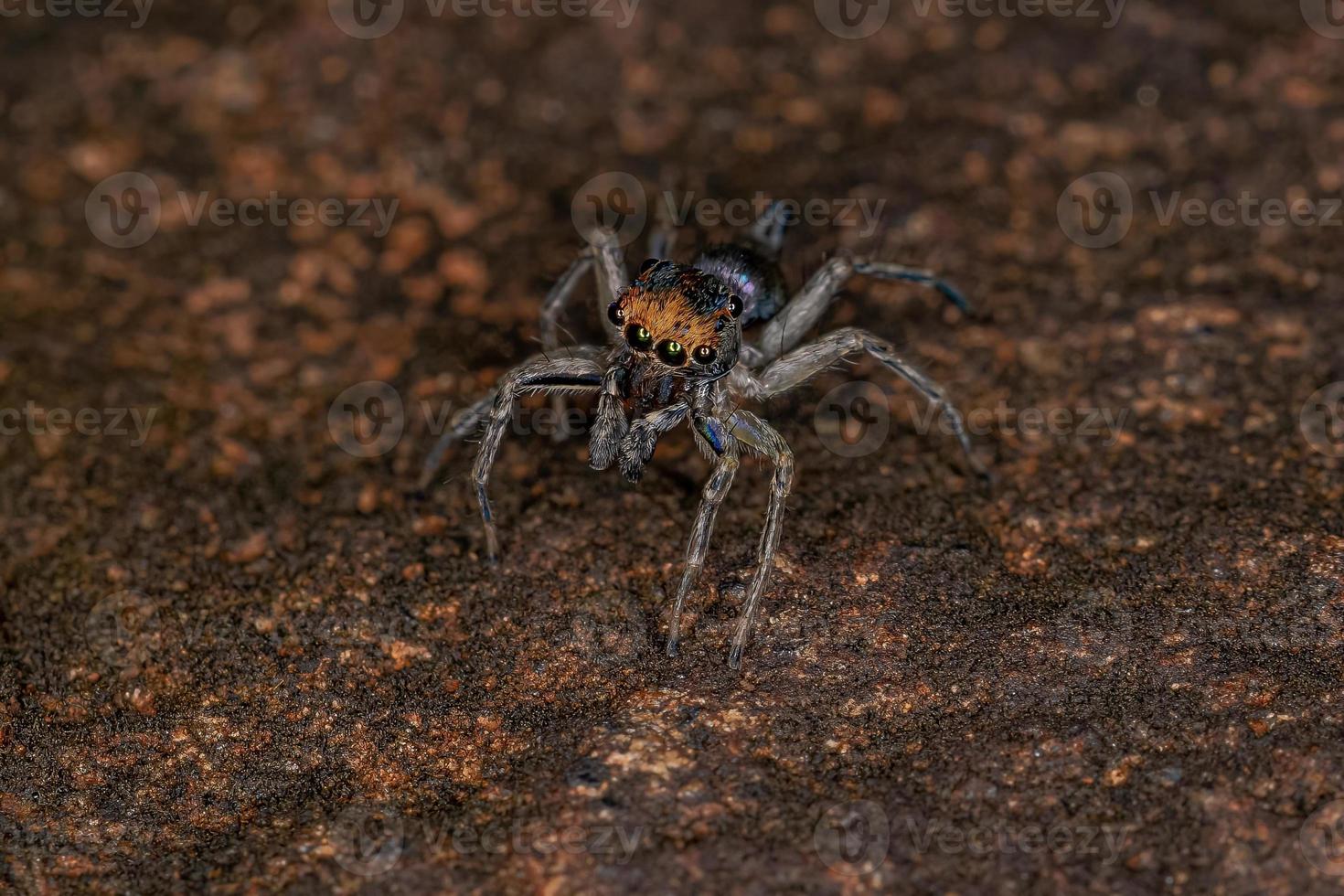 Small Male Jumping Spider photo