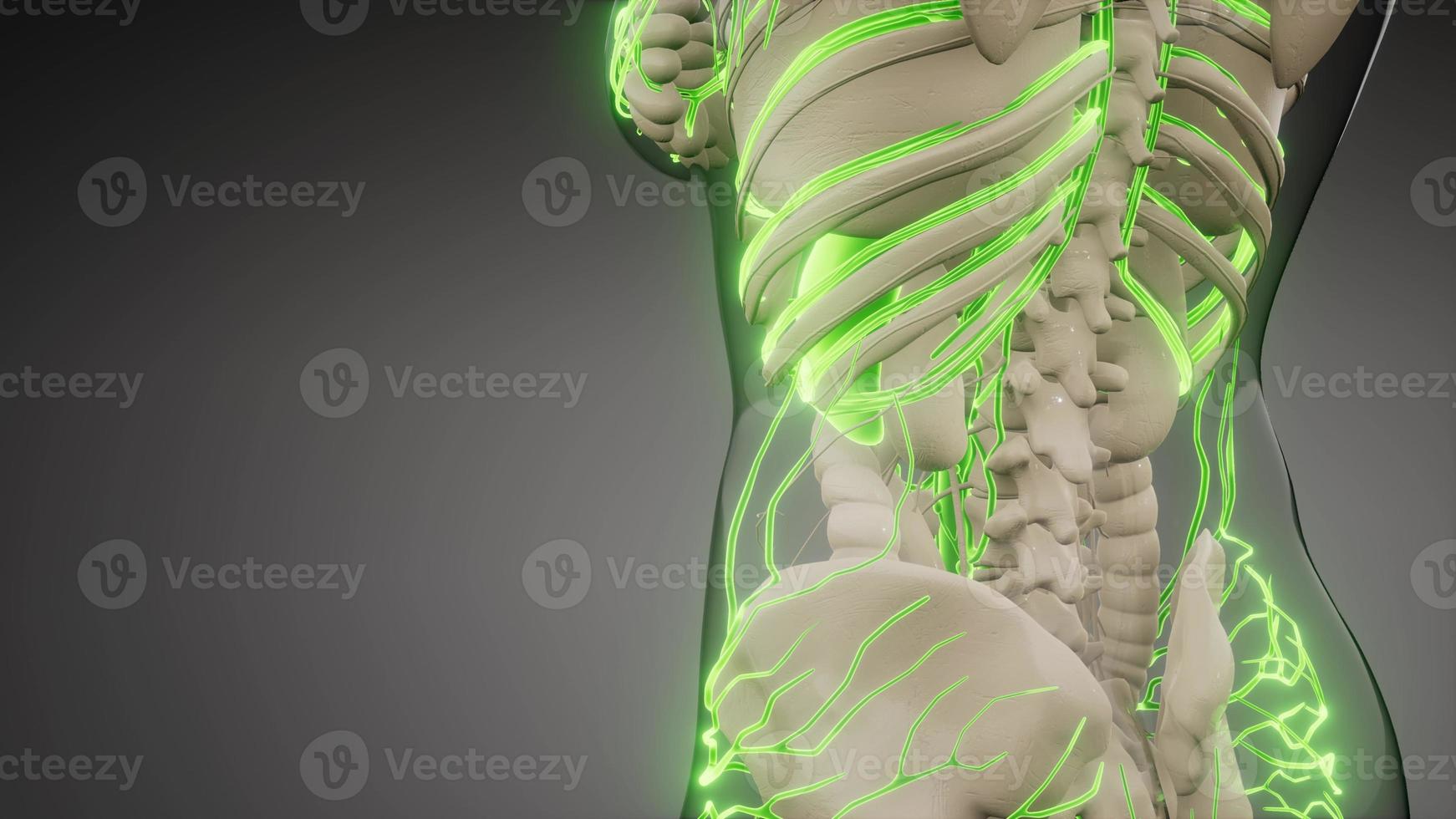Blood Vessels of Human Body photo