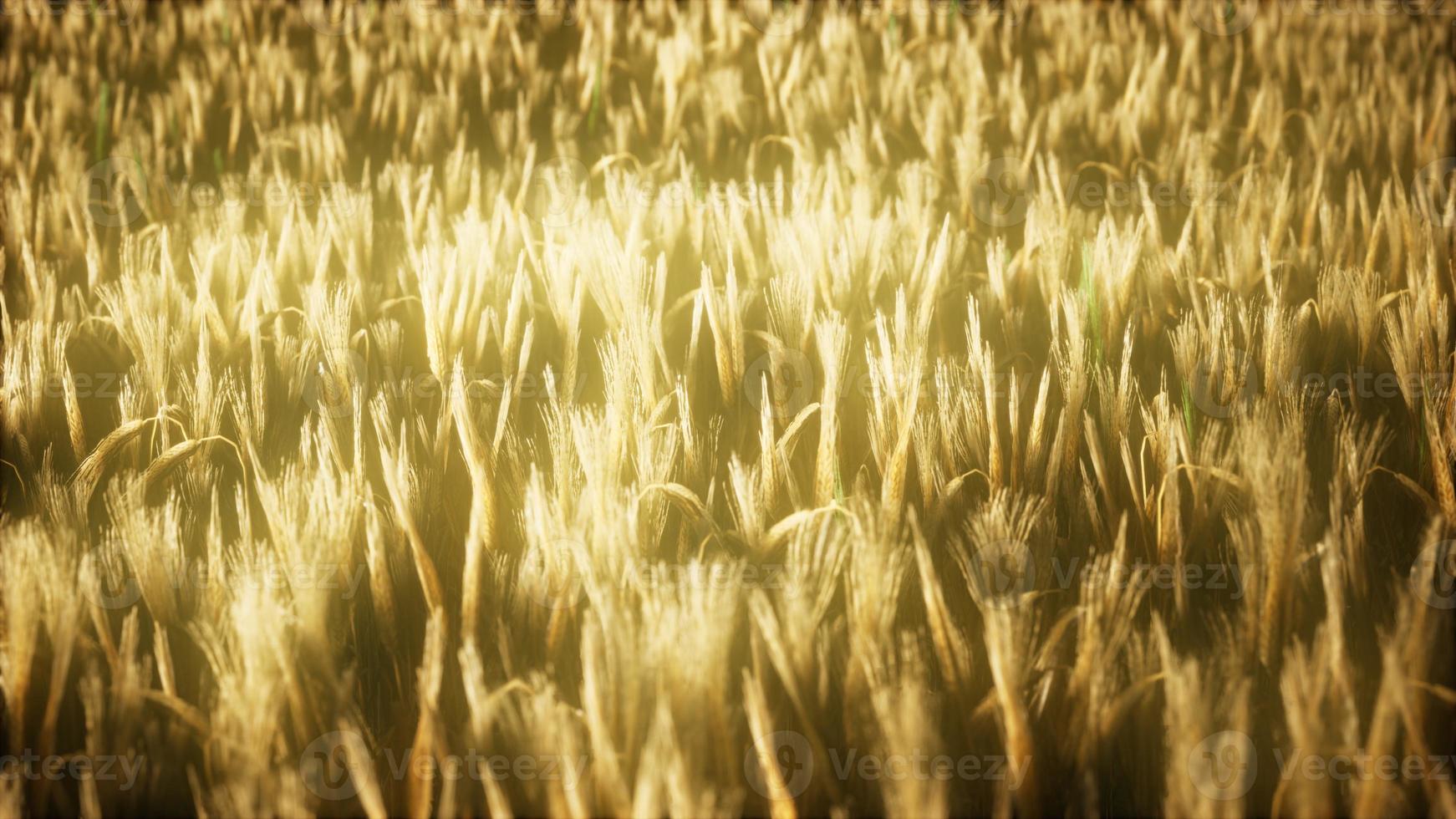 8K Ripe yellow rye field under beautiful summer sunset sky photo