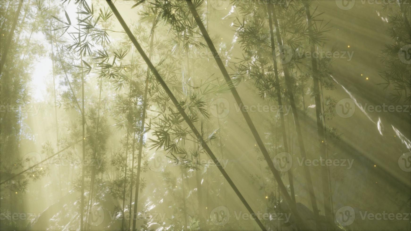 asian bamboo forest with morning fog weather 5764756 Stock Photo at
