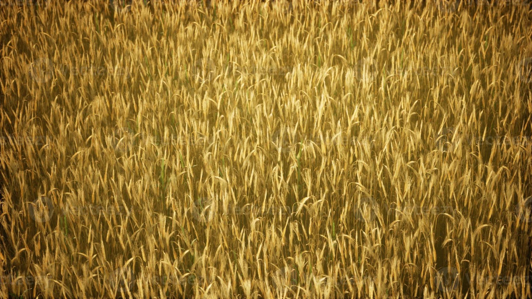 Ripe yellow rye field under beautiful summer sunset sky with clouds photo