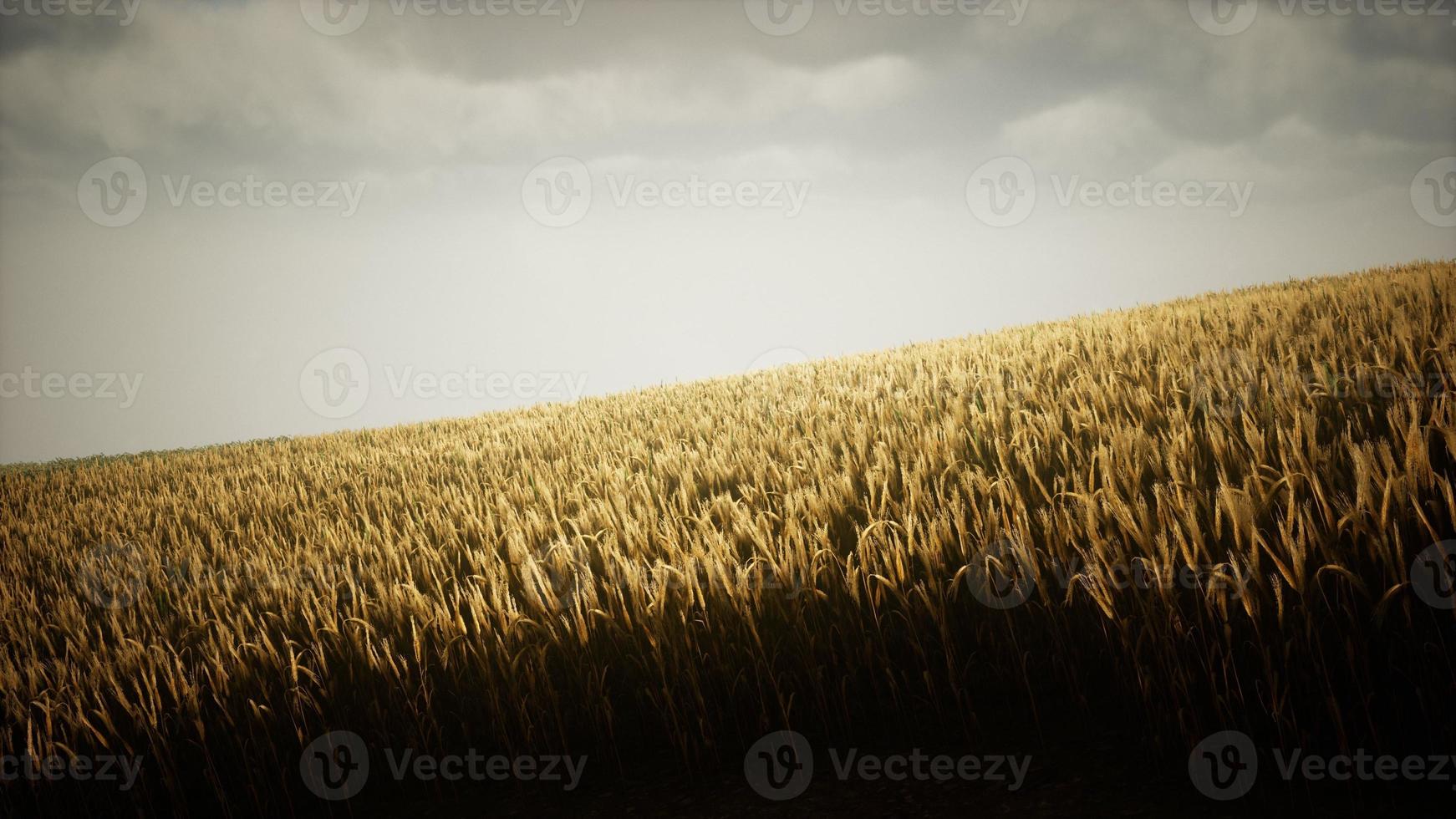 Dark stormy clouds over wheat field photo