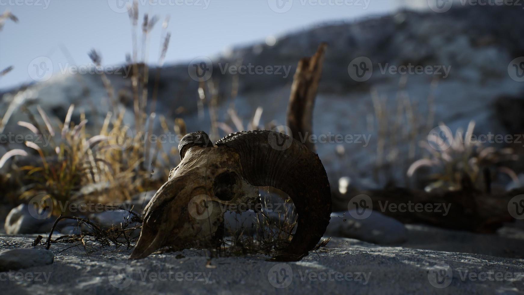 Skull of a dead ram in the desert photo